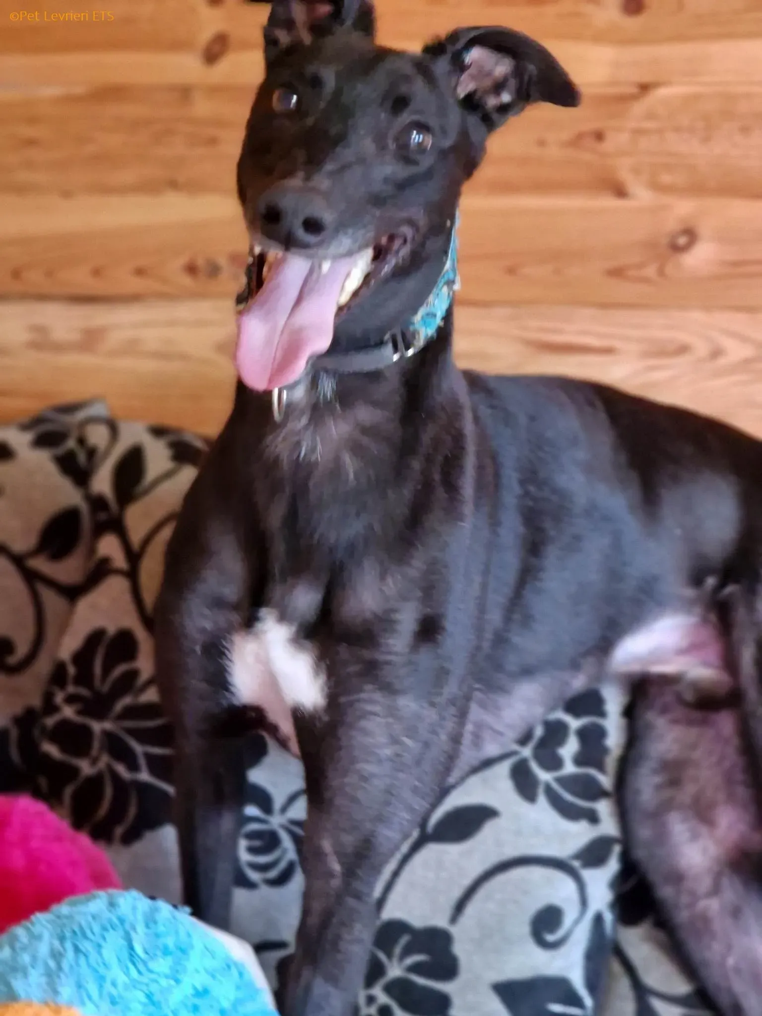 Caraboa adozione levrieri greyhound 6