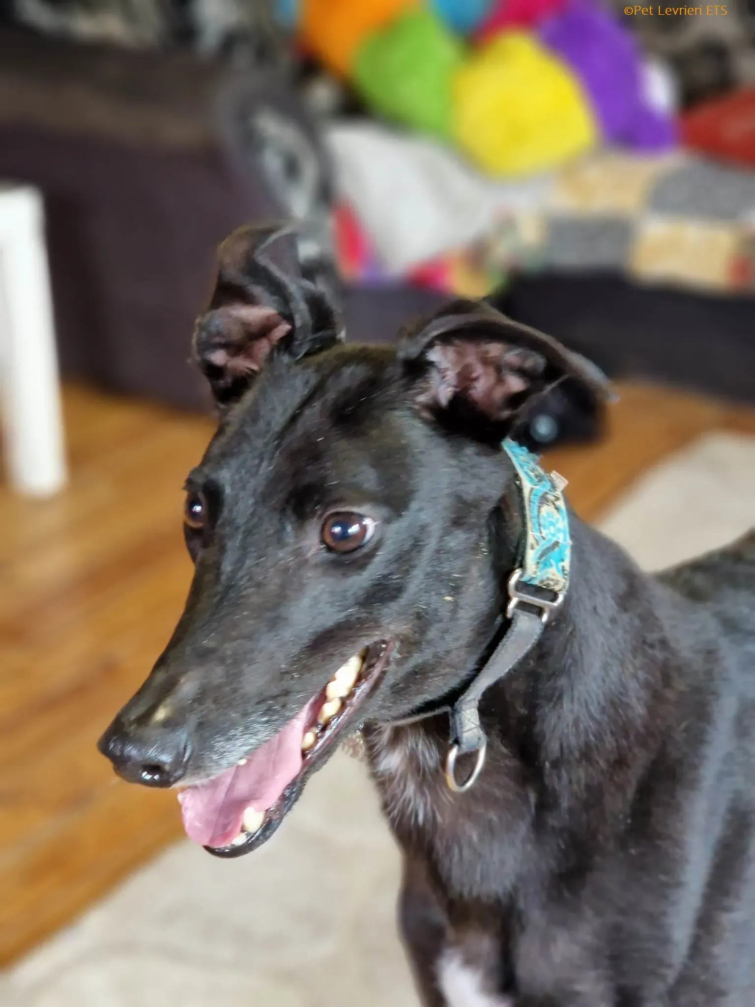 Caraboa adozione levrieri greyhound 7