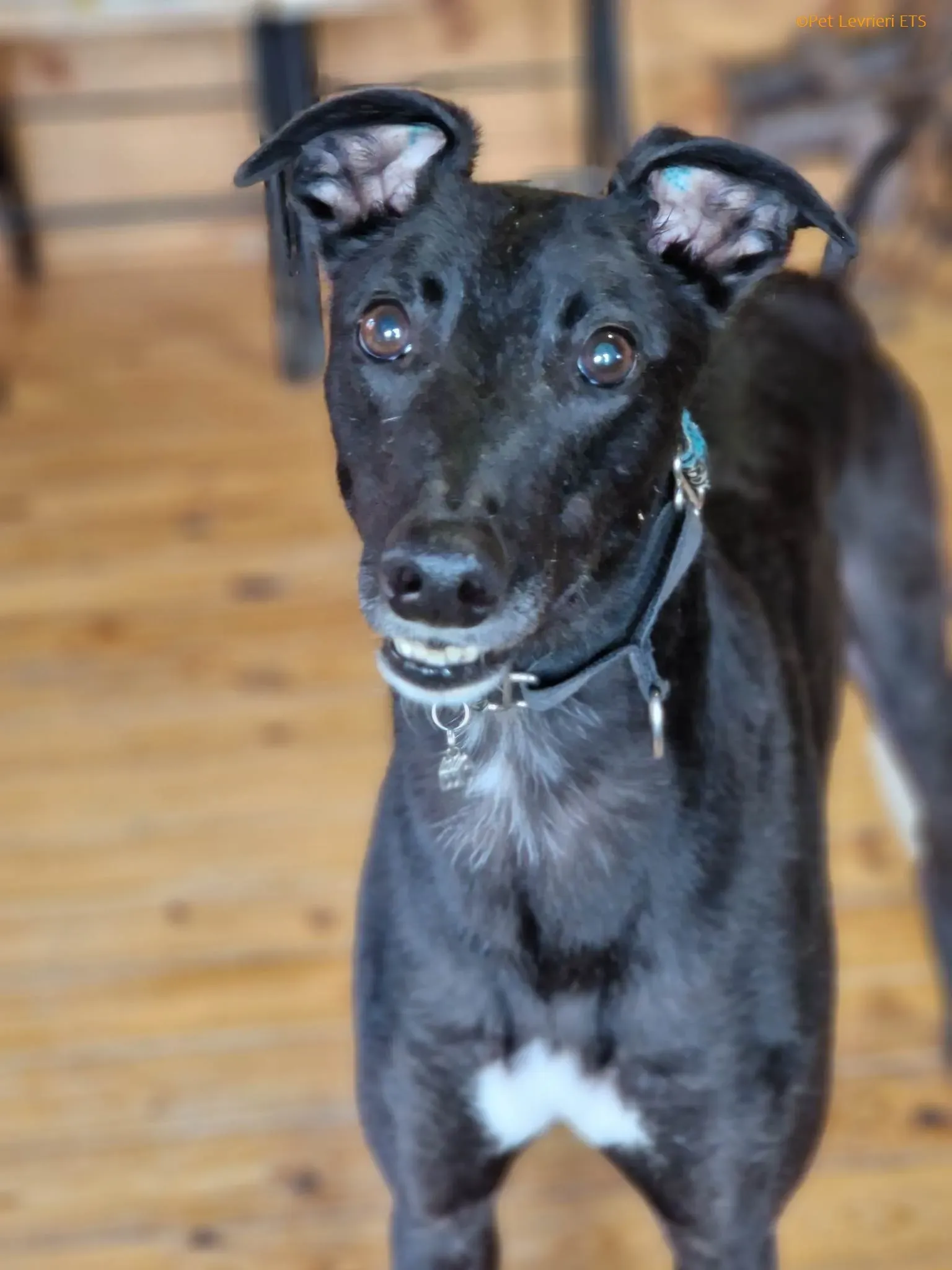 Caraboa adozione levrieri greyhound 8