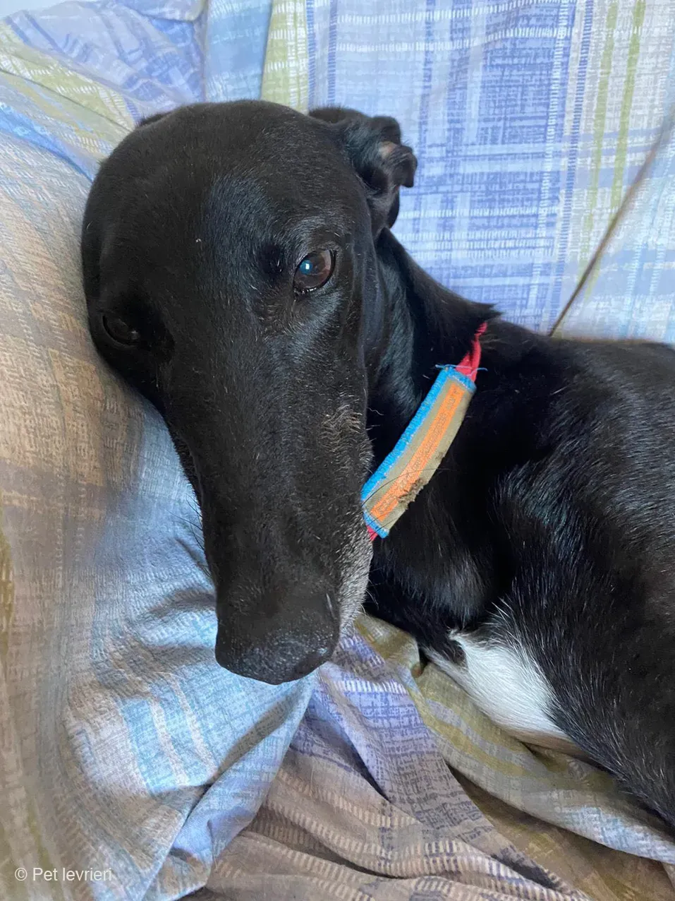 Caraboa greyhond dog blackdog adozione foster 1