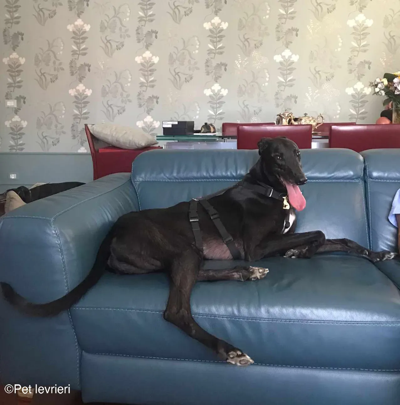 Caraboa greyhond dog blackdog adozione foster 10