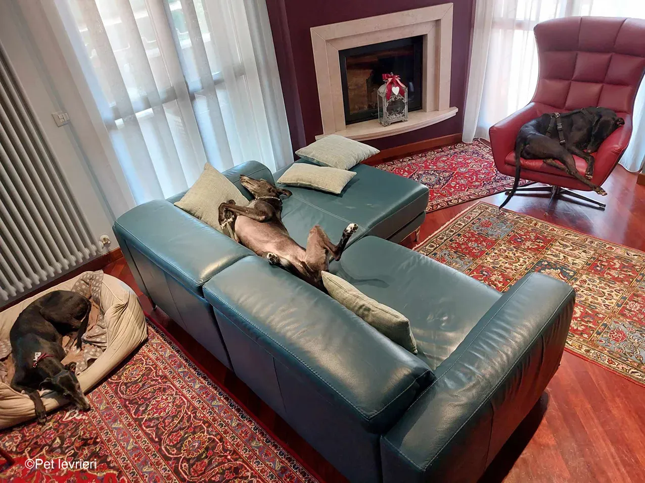 Caraboa greyhond dog blackdog adozione foster 11