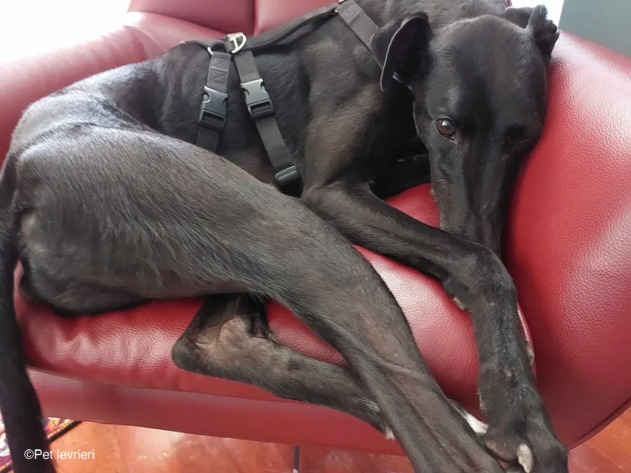 Caraboa greyhond dog blackdog adozione foster 12