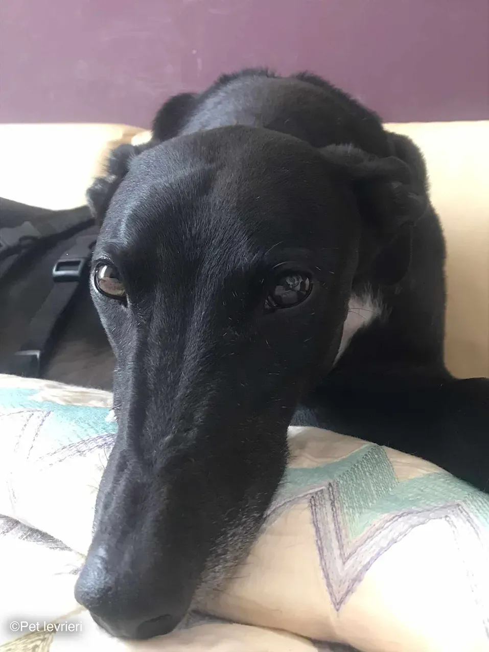 Caraboa greyhond dog blackdog adozione foster 13