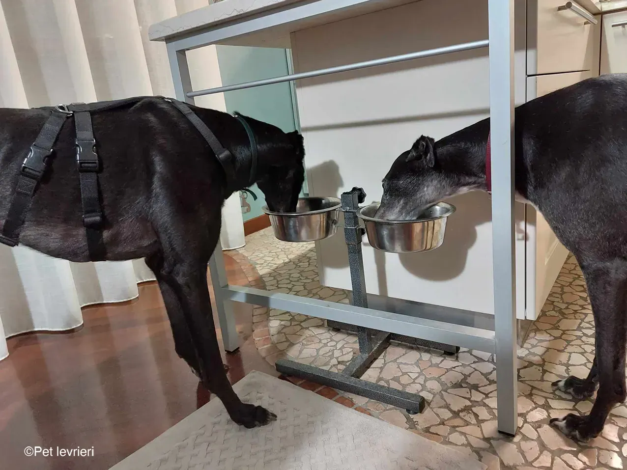 Caraboa greyhond dog blackdog adozione foster 14