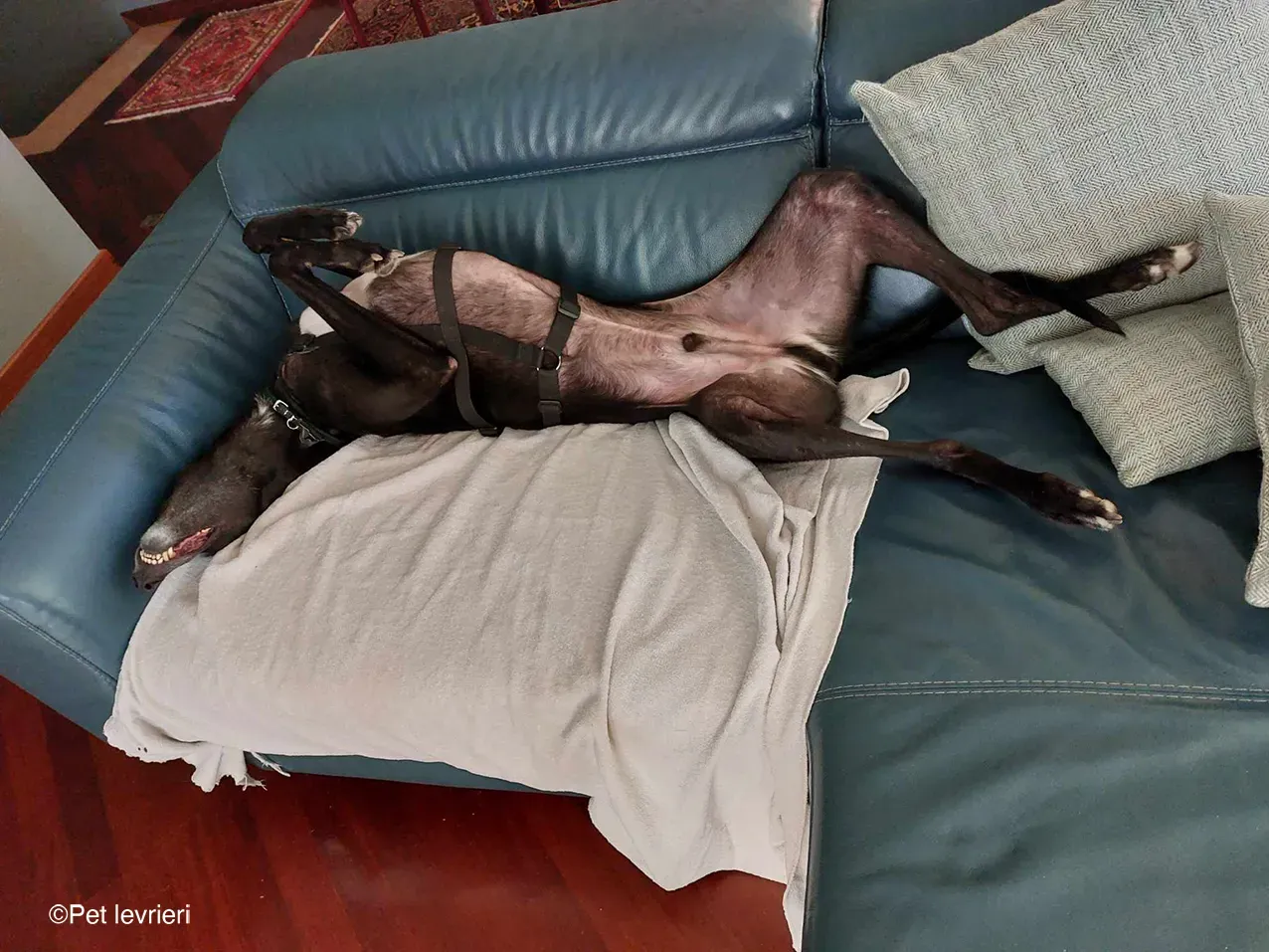 Caraboa greyhond dog blackdog adozione foster 15