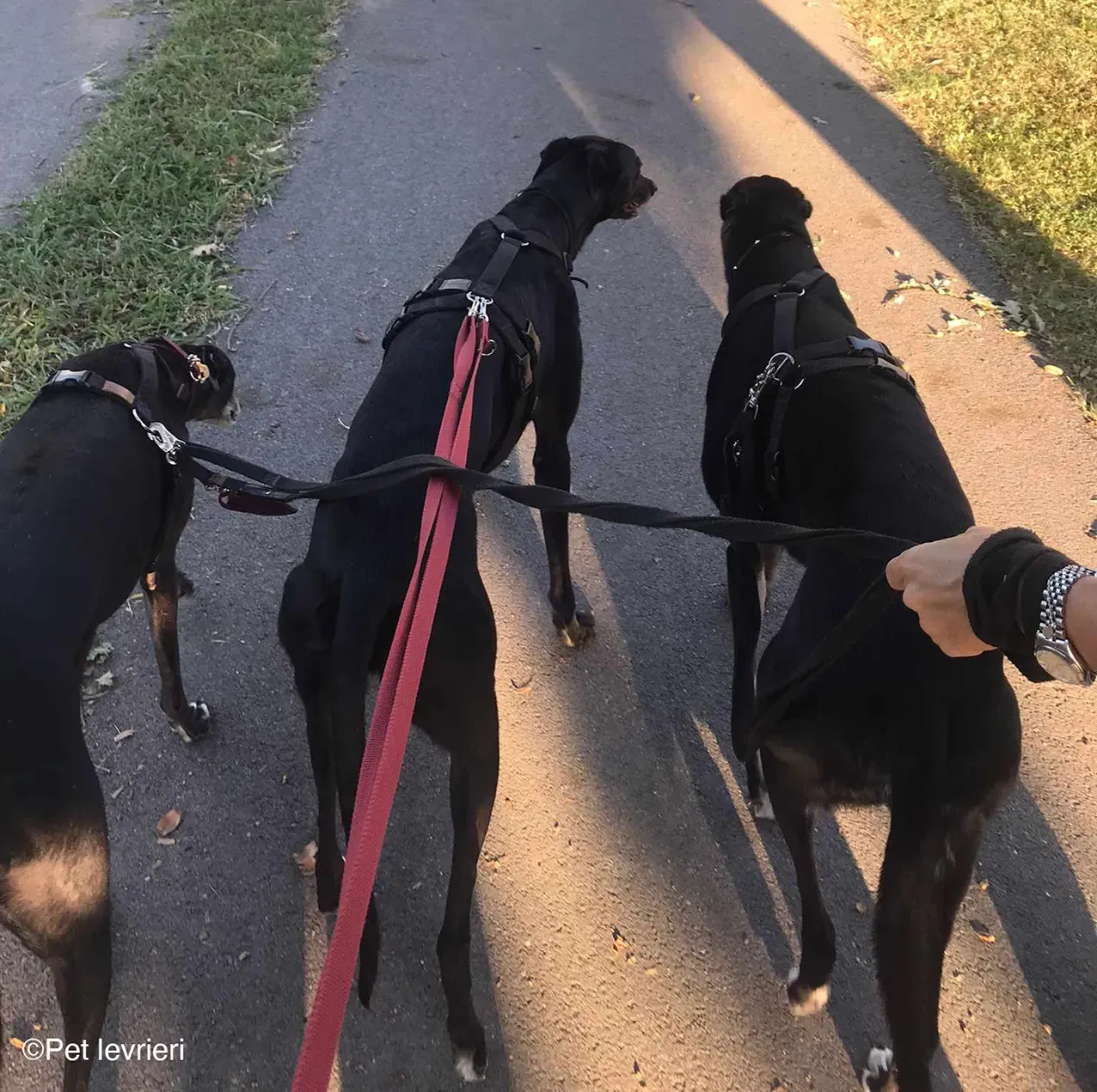 Caraboa greyhond dog blackdog adozione foster 16