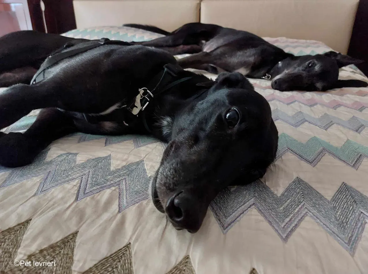 Caraboa greyhond dog blackdog adozione foster 17