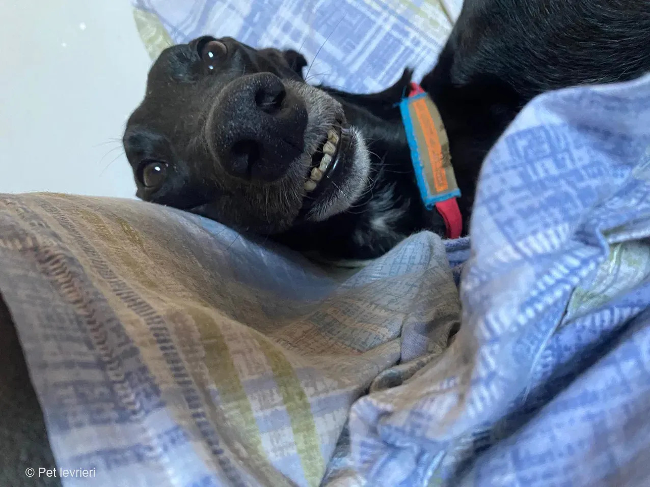 Caraboa greyhond dog blackdog adozione foster 2