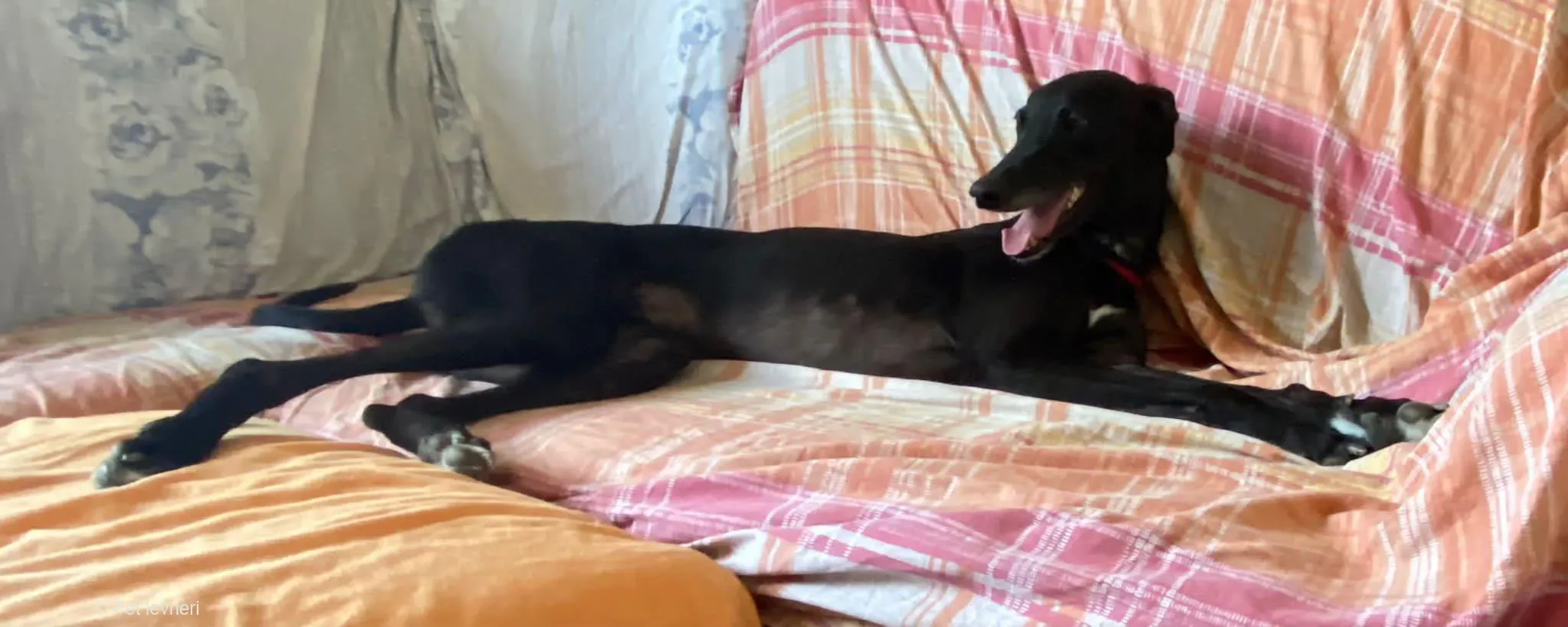 Caraboa greyhond dog blackdog adozione foster 3