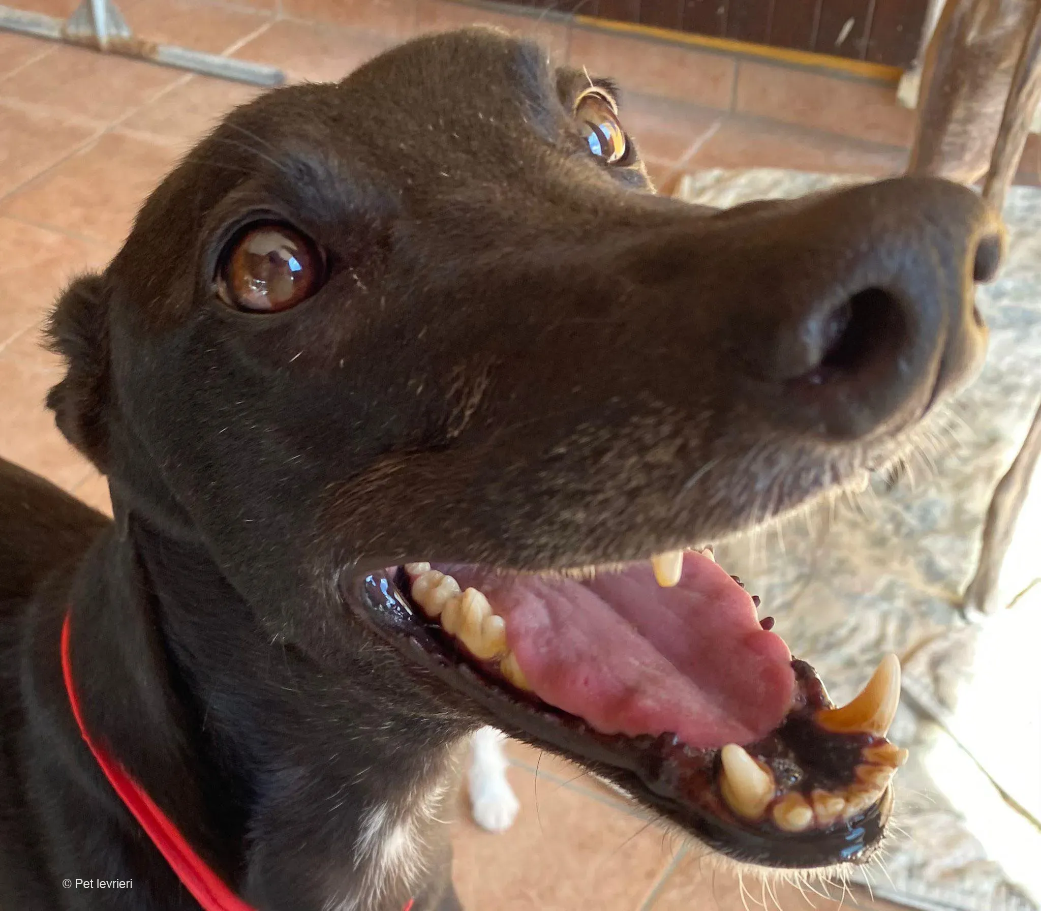 Caraboa greyhond dog blackdog adozione foster 4