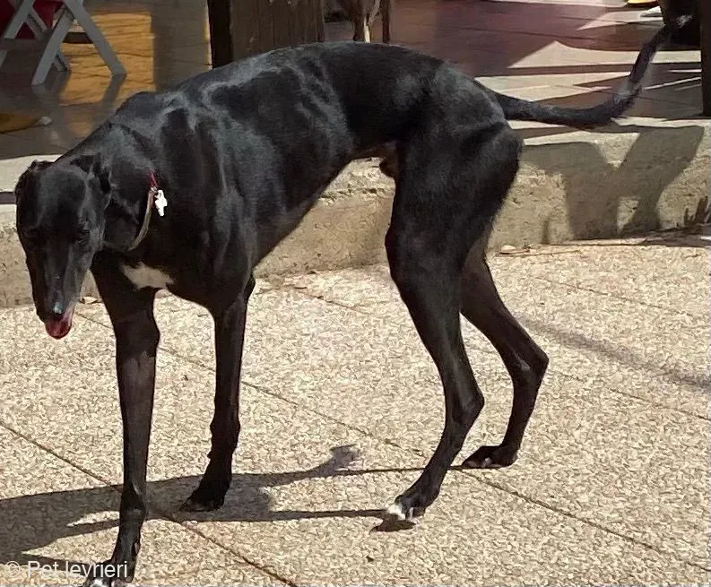 Caraboa greyhond dog blackdog adozione foster 5