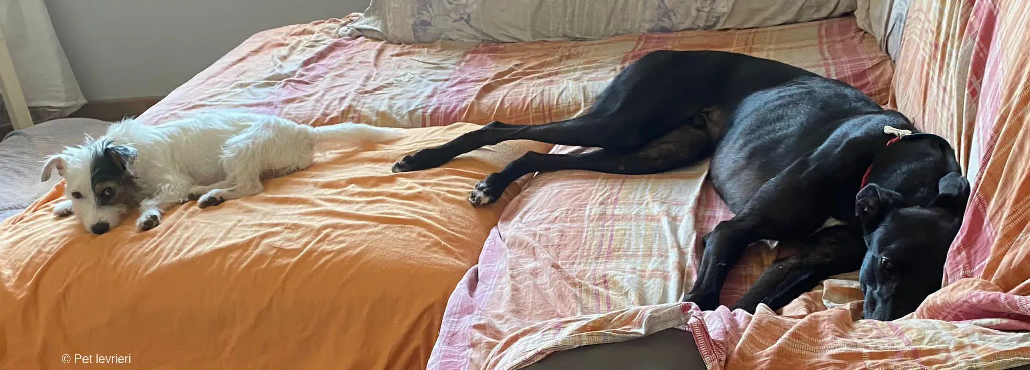 Caraboa greyhond dog blackdog adozione foster 6