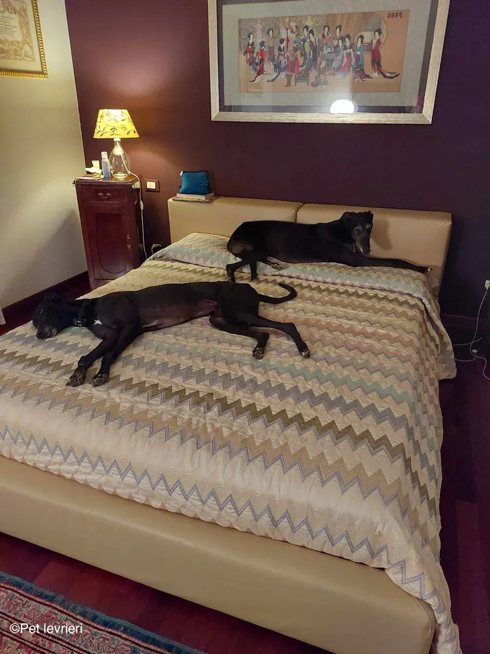 Caraboa greyhond dog blackdog adozione foster 7