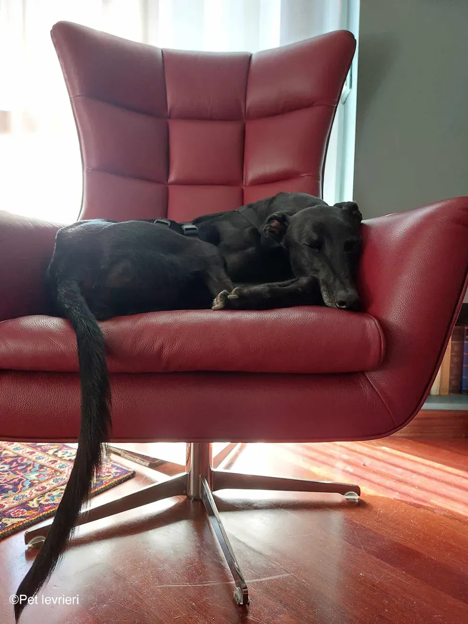 Caraboa greyhond dog blackdog adozione foster 8