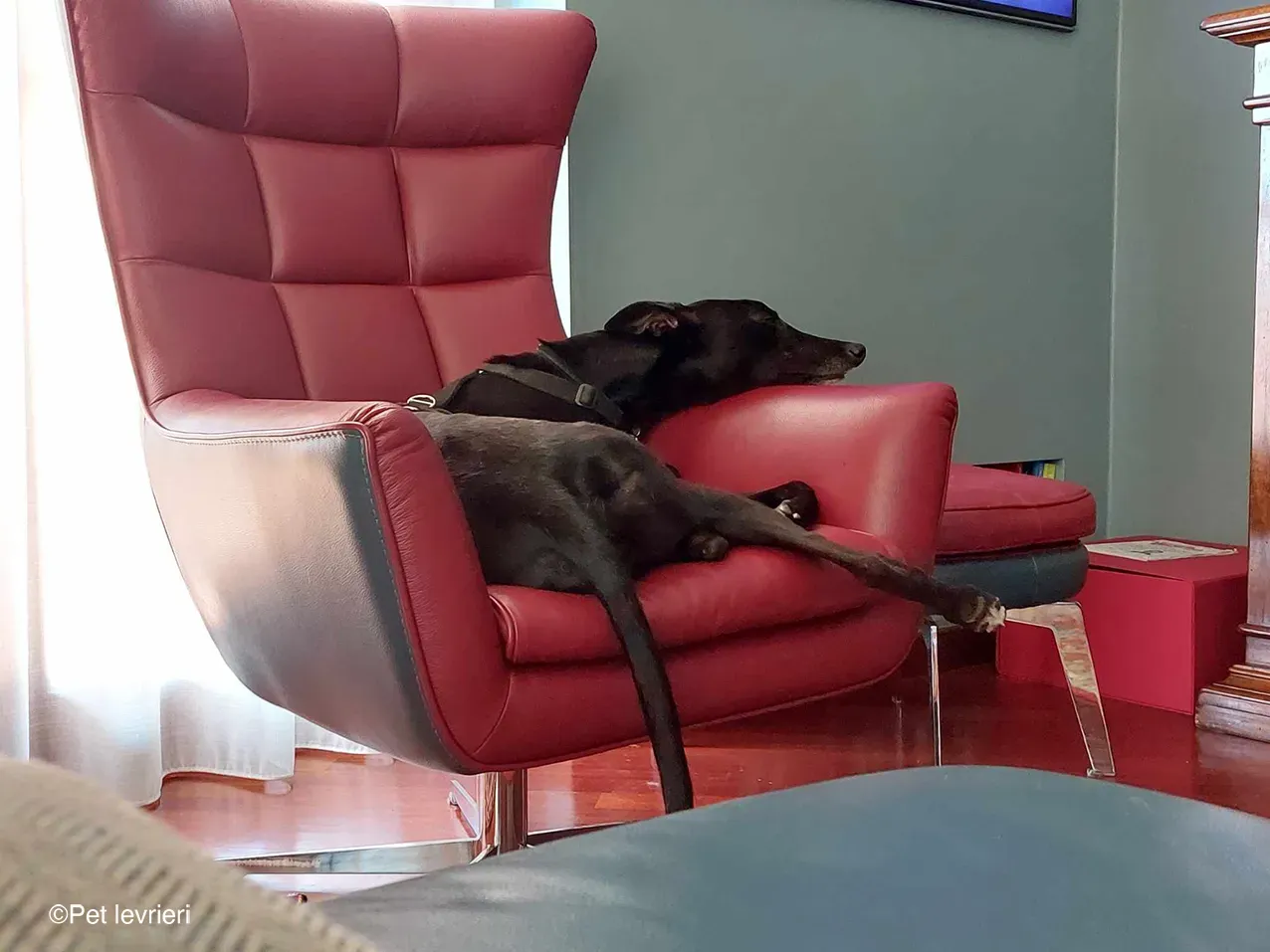 Caraboa greyhond dog blackdog adozione foster 9