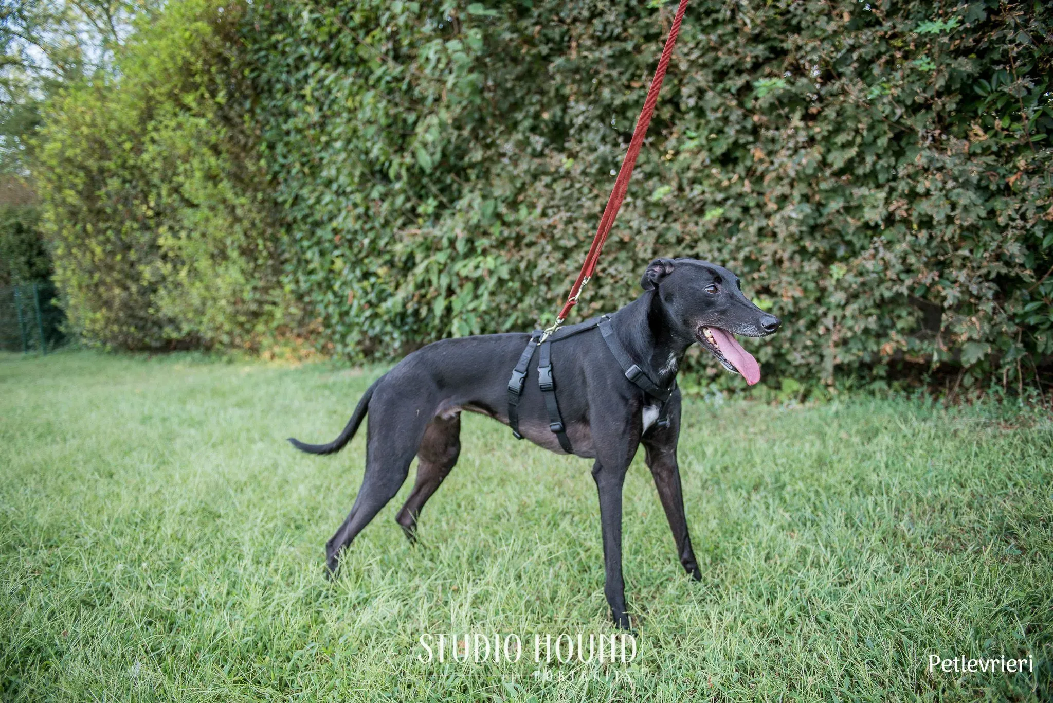 Caraboa greyhound petlevrieri1