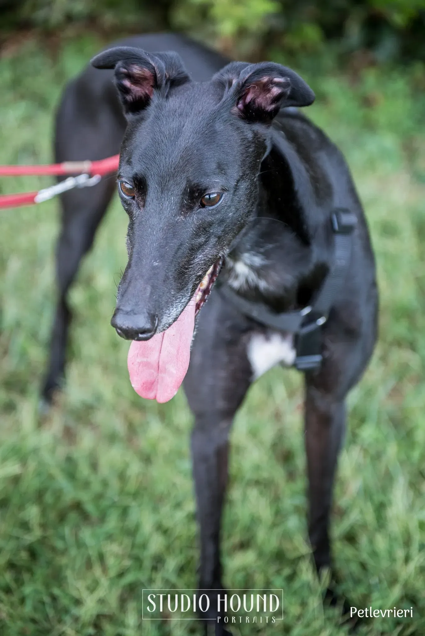 Caraboa greyhound petlevrieri10
