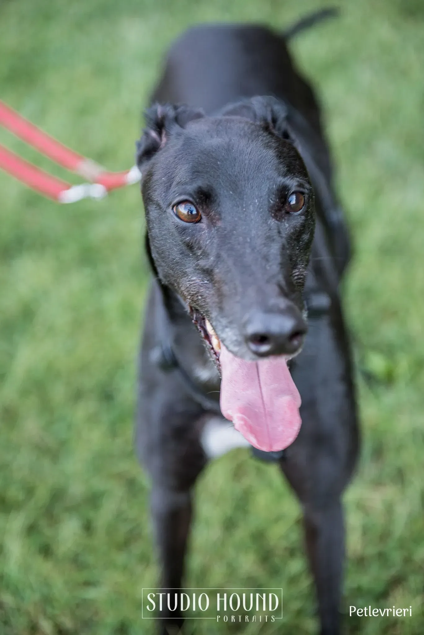 Caraboa greyhound petlevrieri11