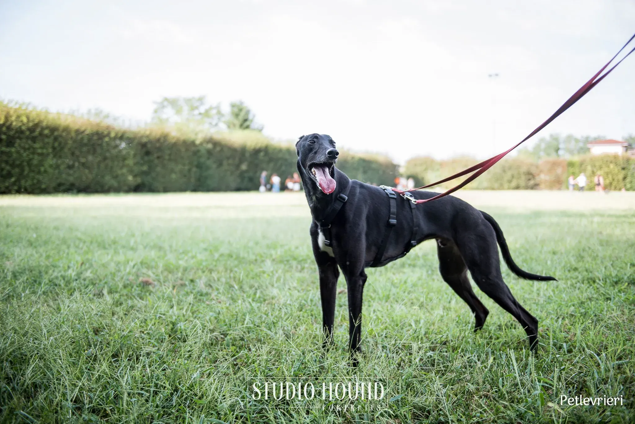 Caraboa greyhound petlevrieri12