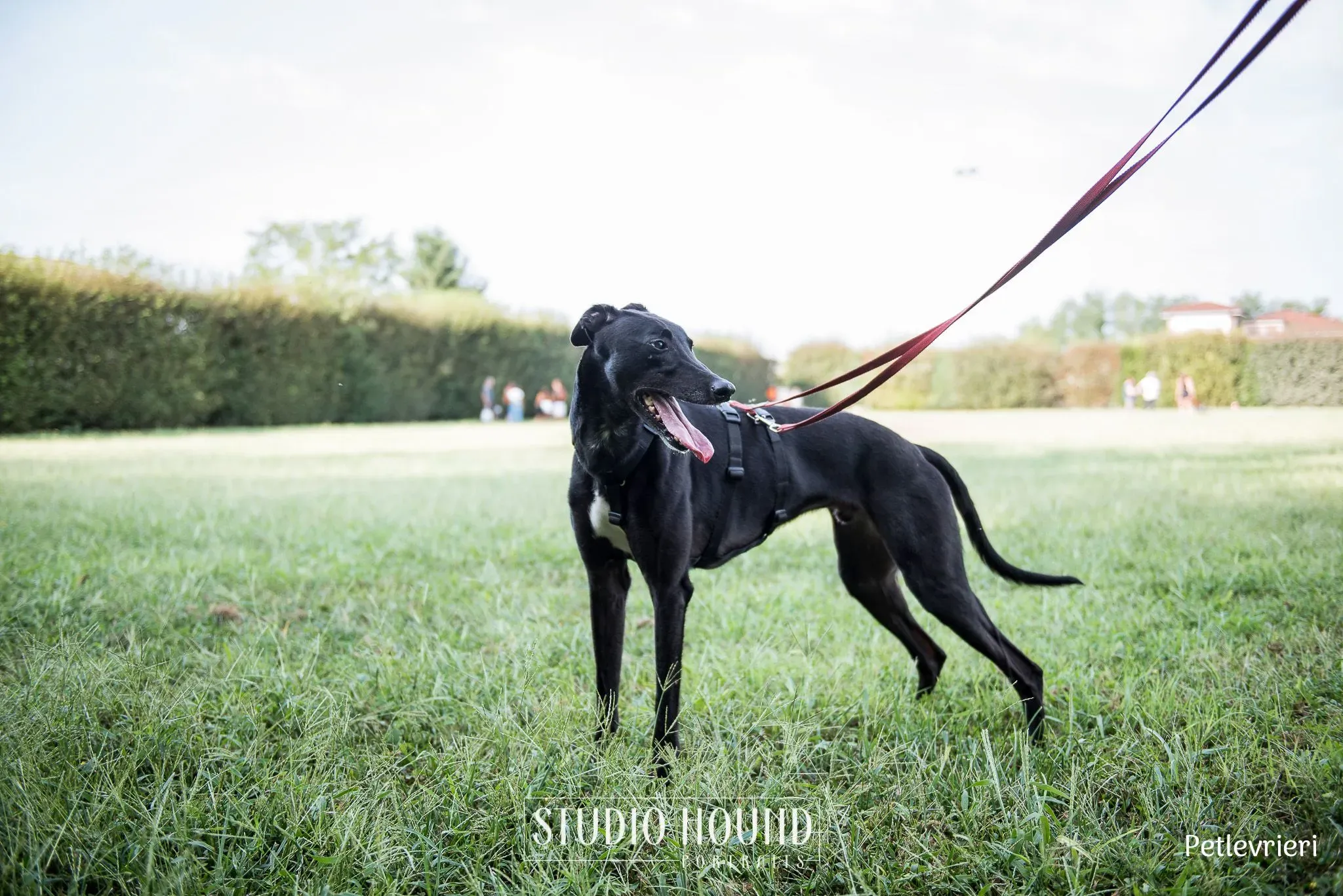 Caraboa greyhound petlevrieri13