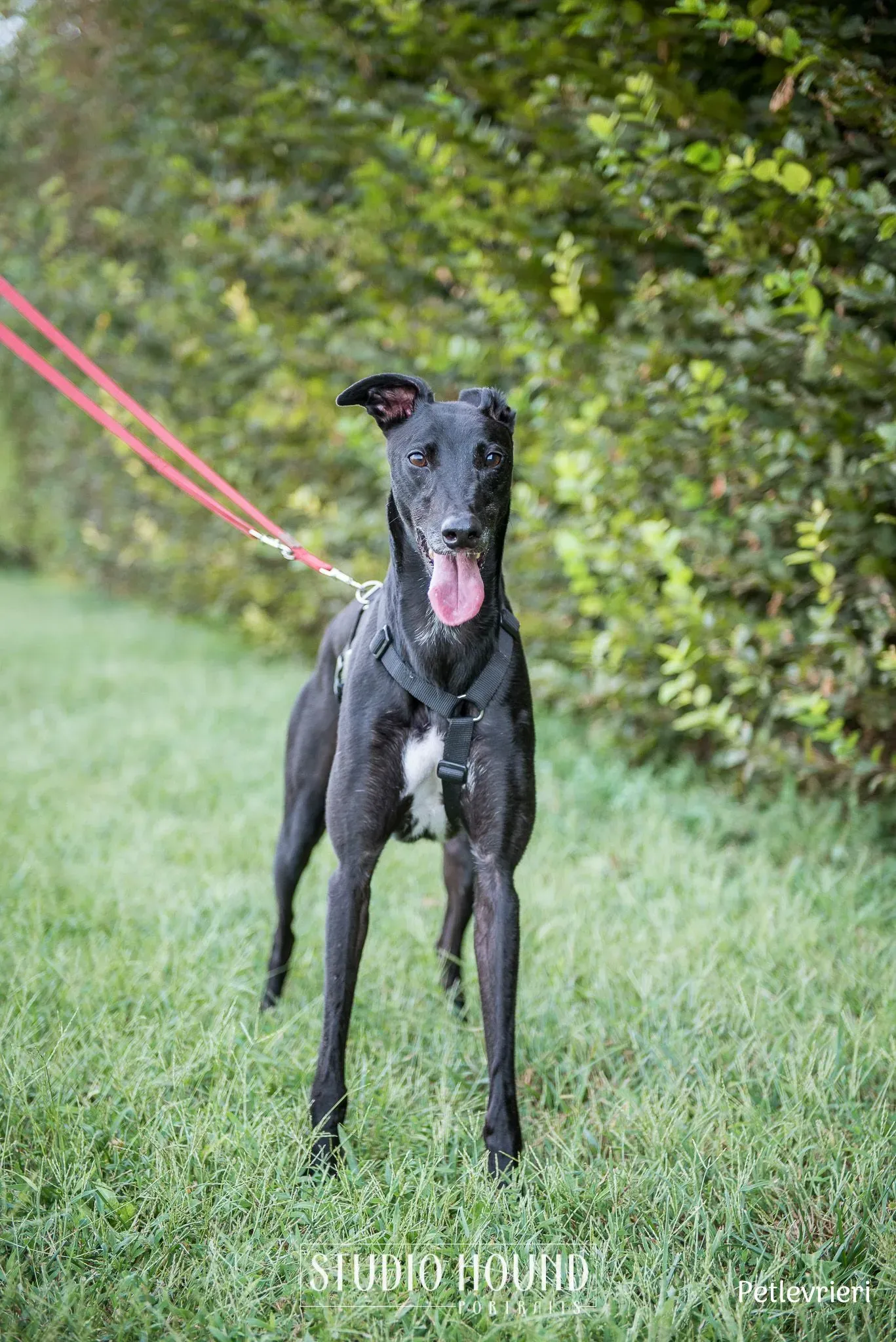 Caraboa greyhound petlevrieri2