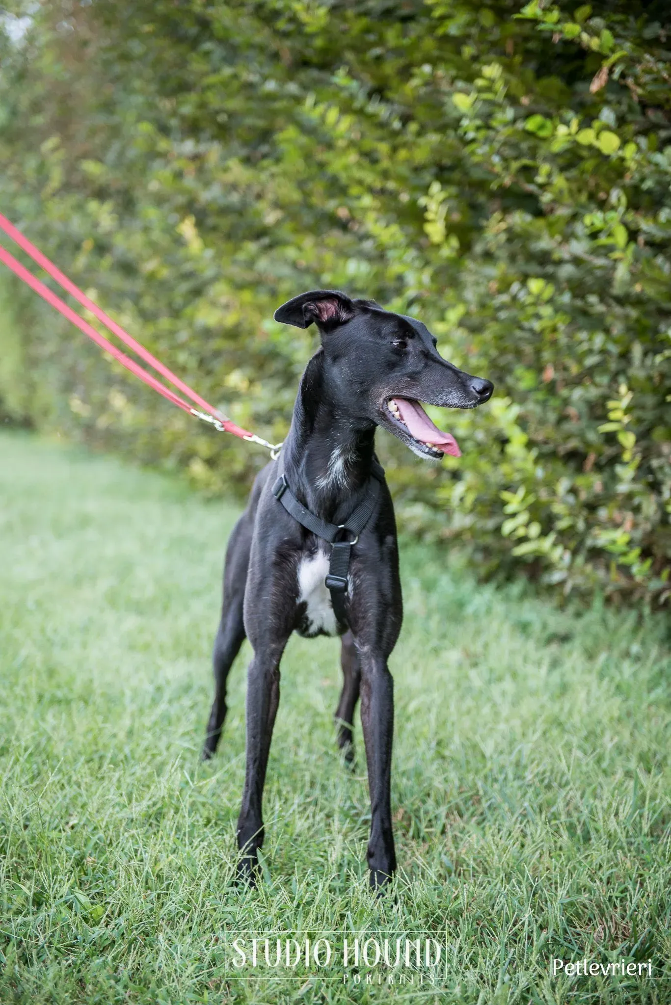 Caraboa greyhound petlevrieri3