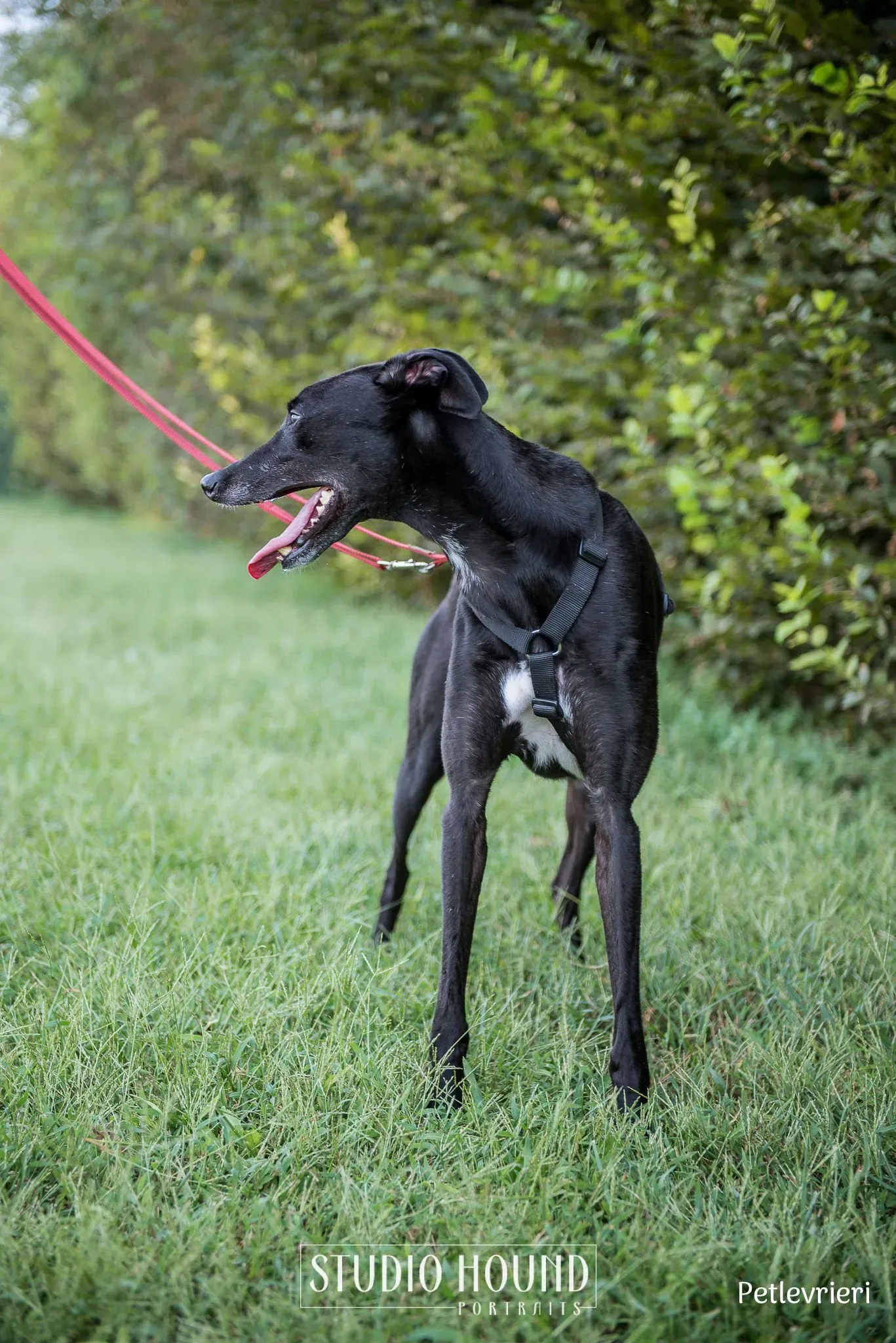 Caraboa greyhound petlevrieri4
