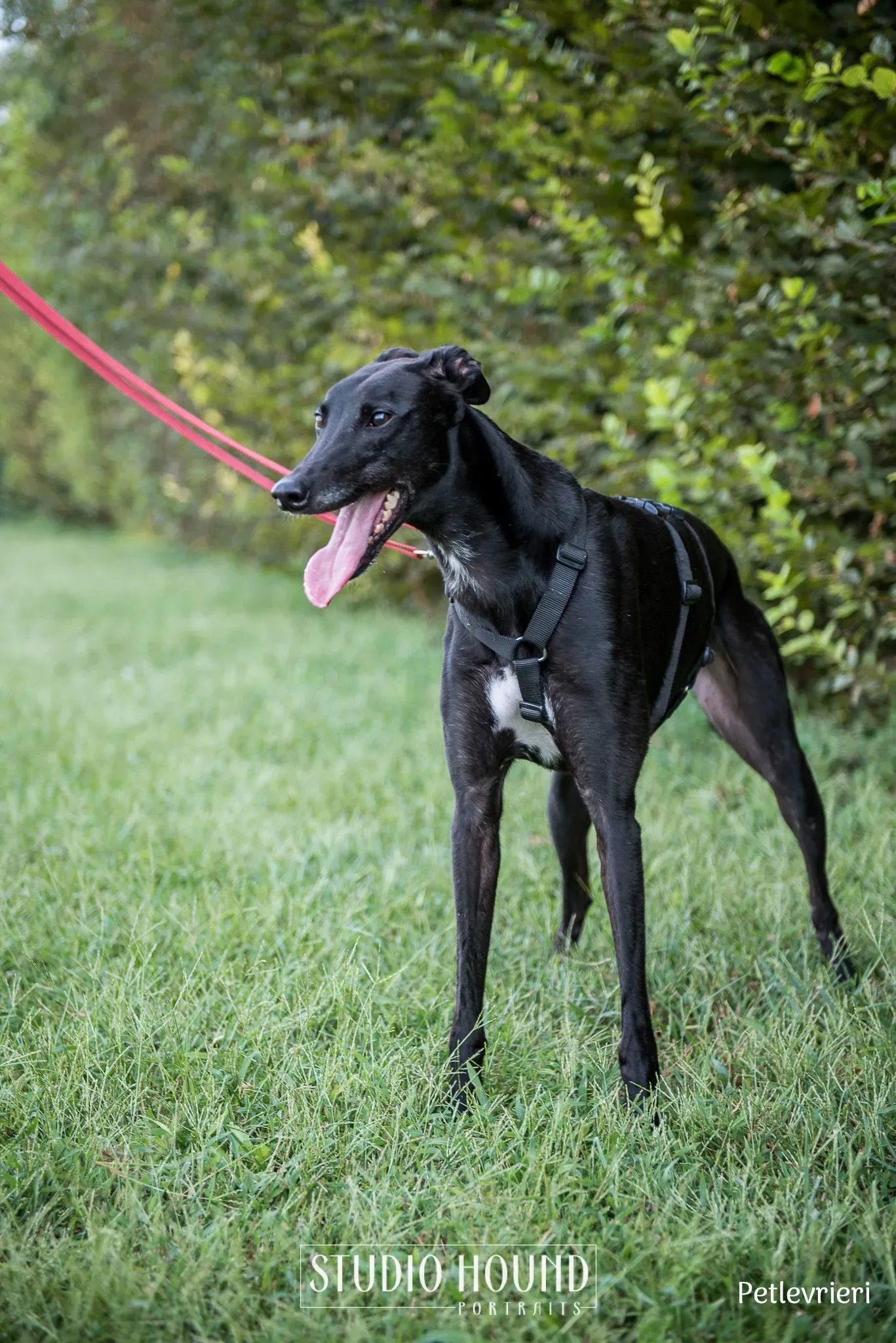 Caraboa greyhound petlevrieri5