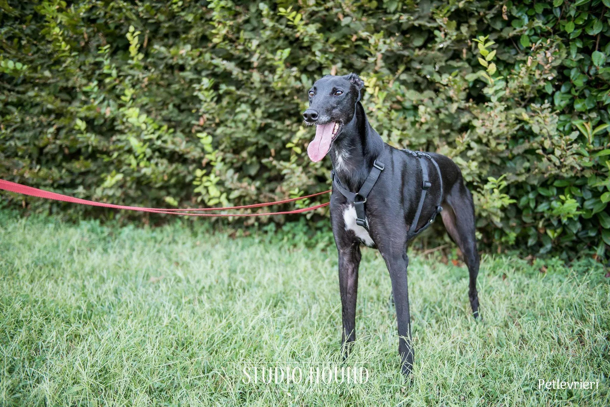 Caraboa greyhound petlevrieri6