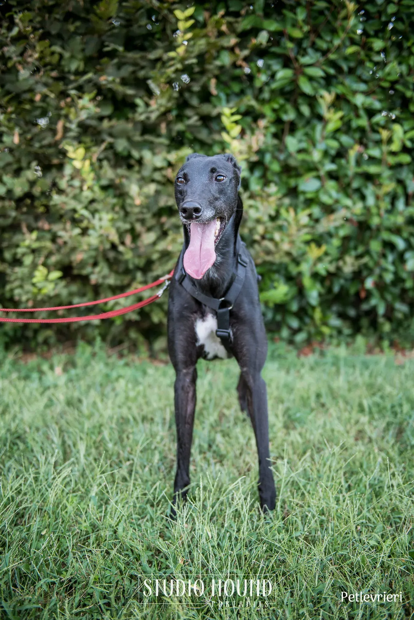 Caraboa greyhound petlevrieri7