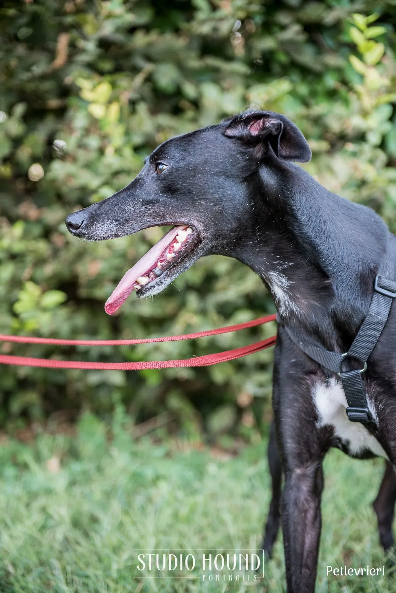 Caraboa greyhound petlevrieri8