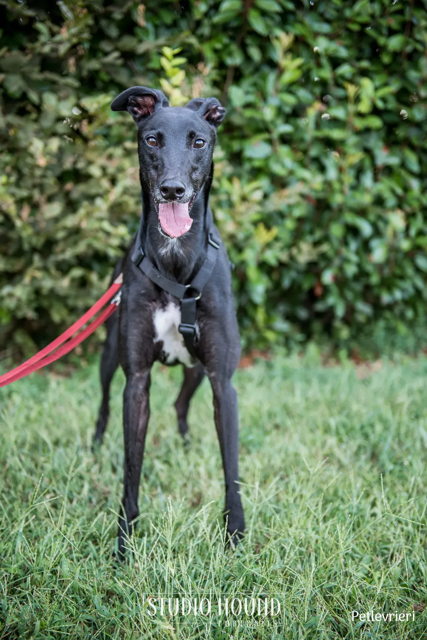 Caraboa greyhound petlevrieri9