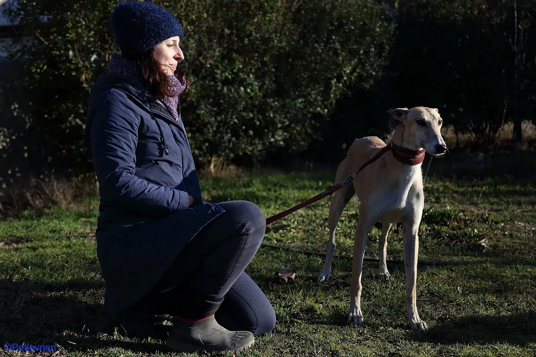 Caramello adozione levrieri galgo 01 2