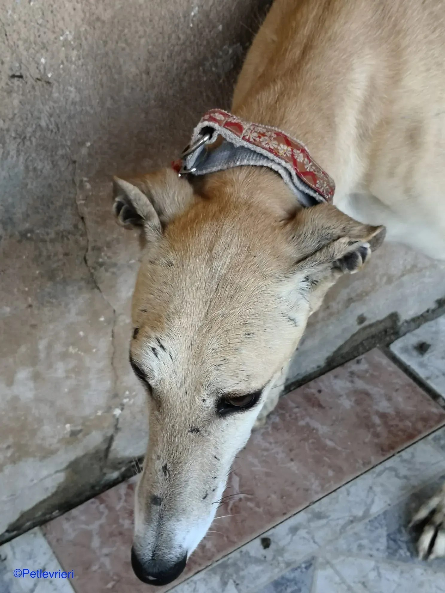 Caramello adozione levrieri galgo 01
