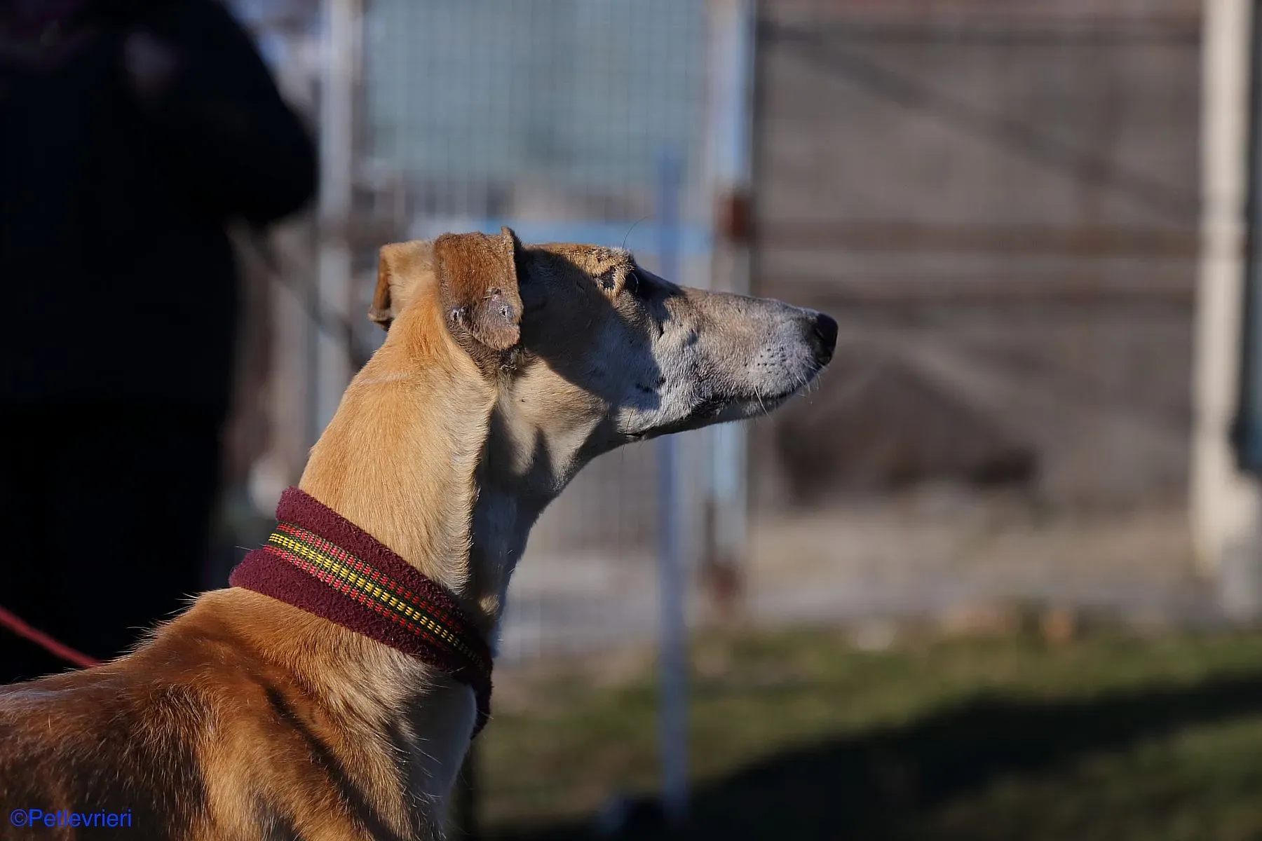 Caramello adozione levrieri galgo 011