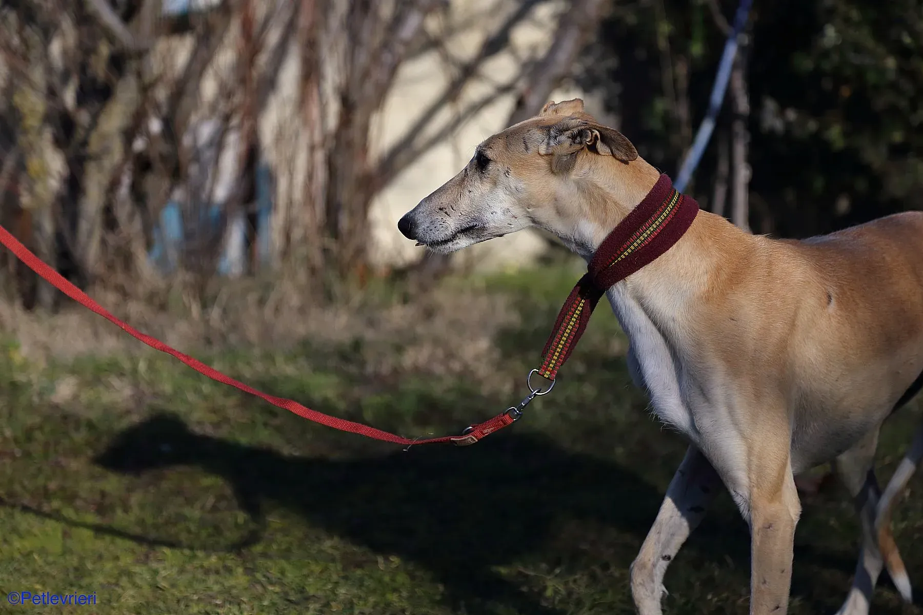 Caramello adozione levrieri galgo 012