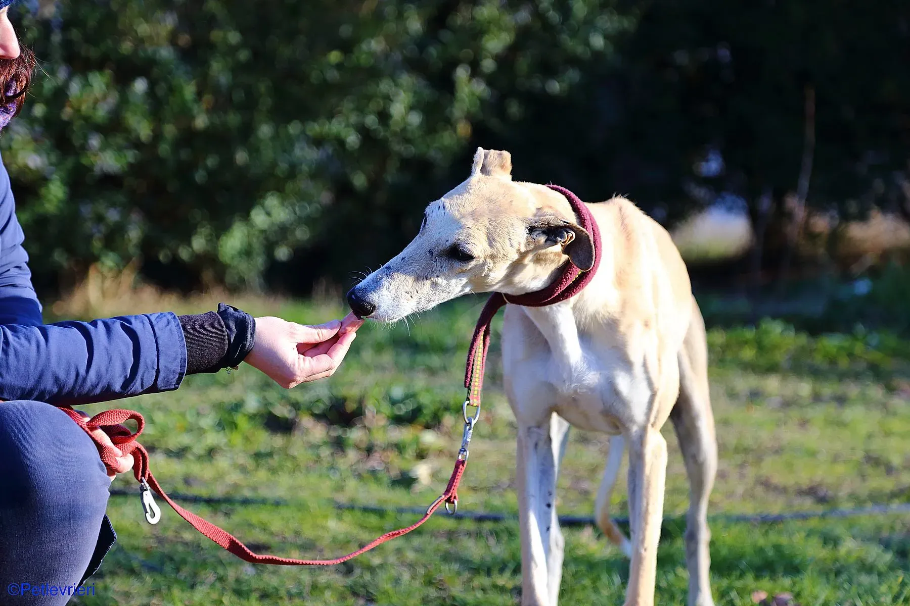 Caramello adozione levrieri galgo 014