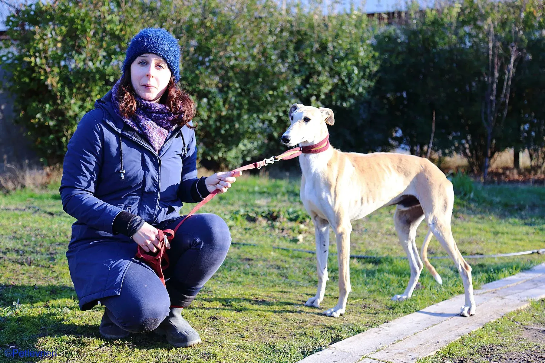 Caramello adozione levrieri galgo 016