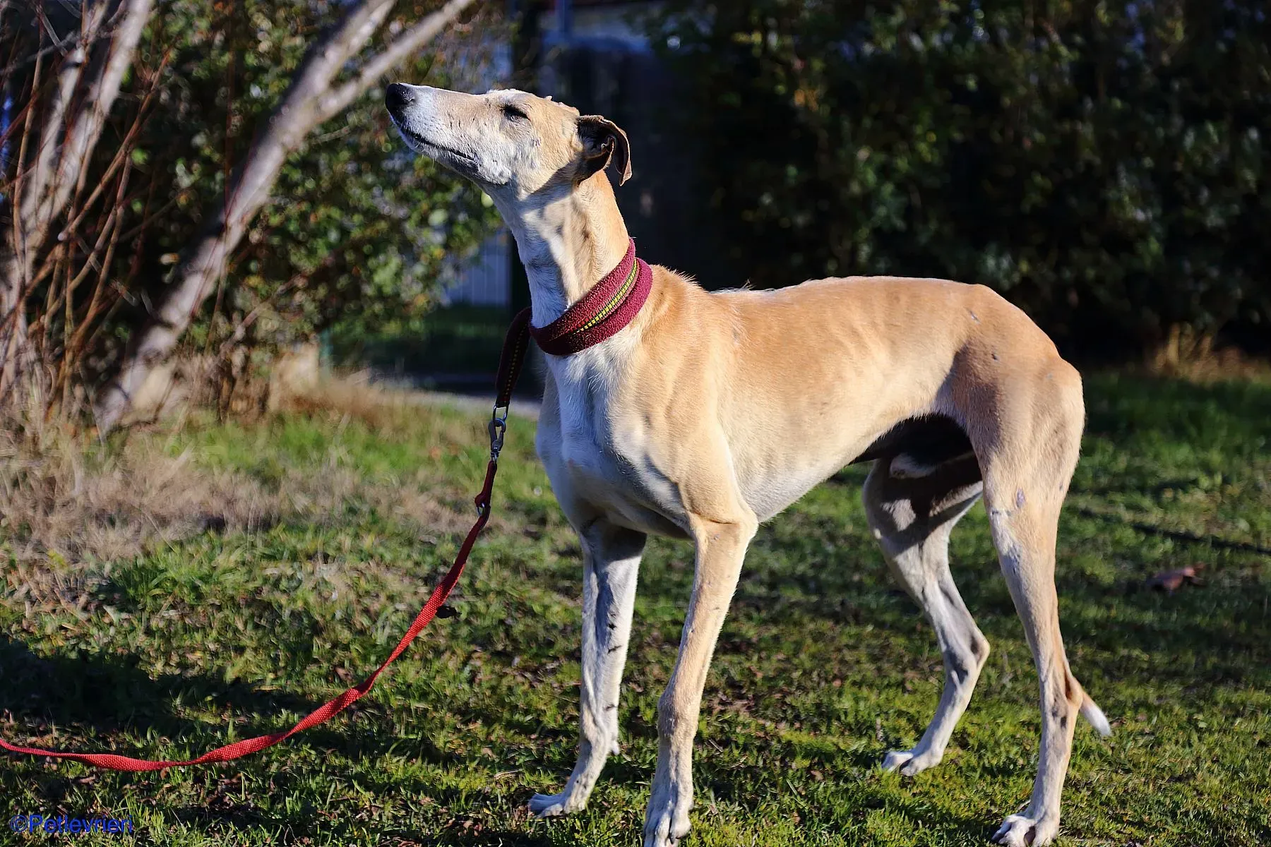 Caramello adozione levrieri galgo 017