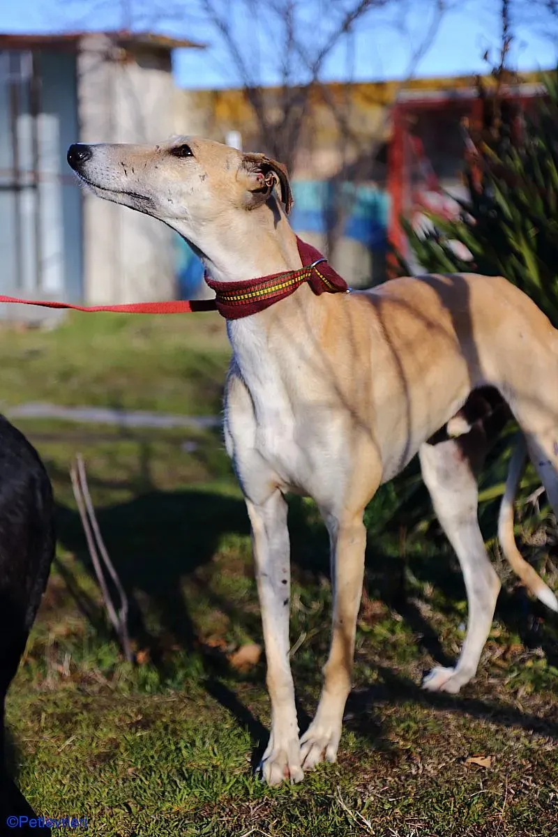 Caramello adozione levrieri galgo 019