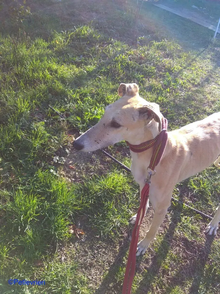Caramello adozione levrieri galgo 01 1