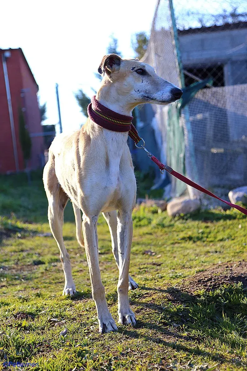 Caramello adozione levrieri galgo 021