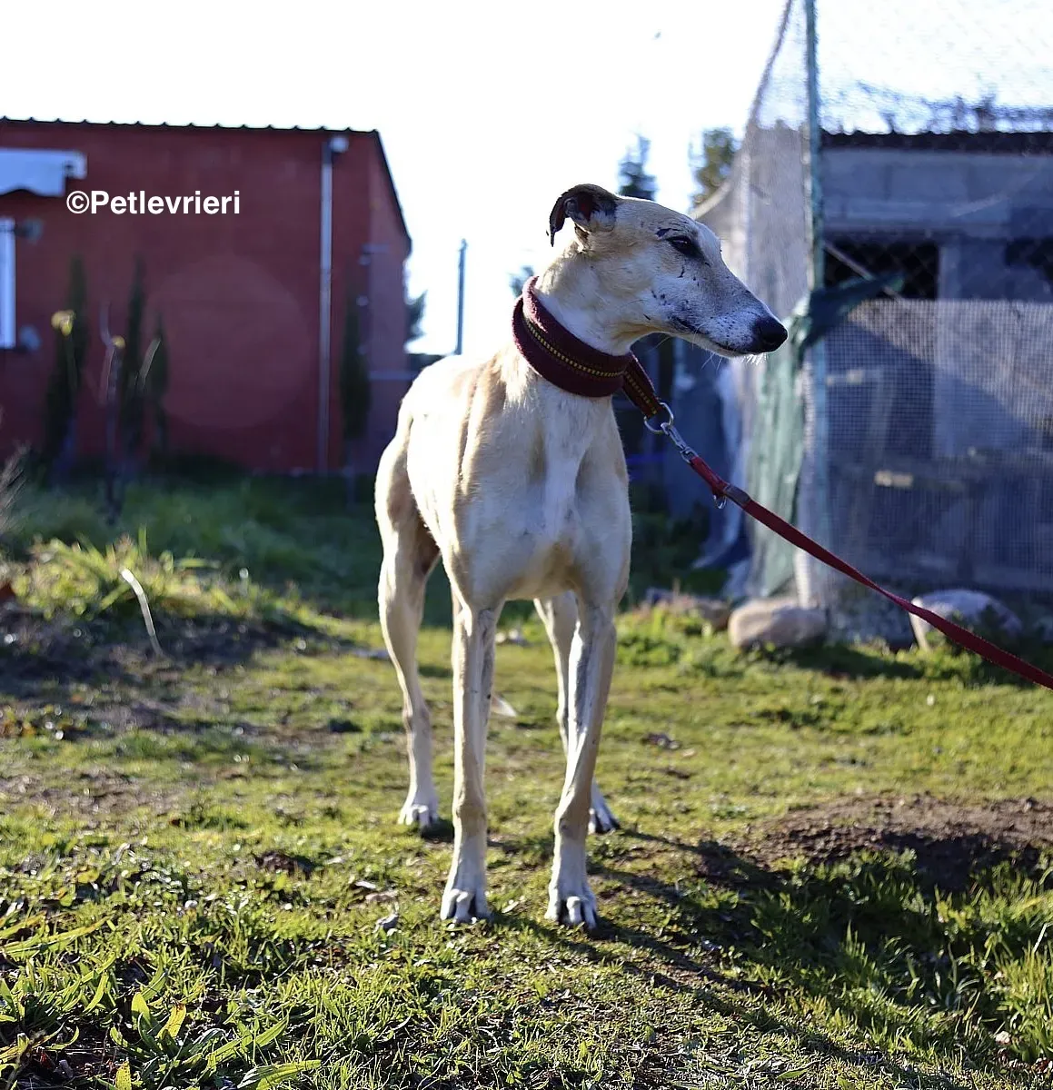 Caramello adozione levrieri galgo 022