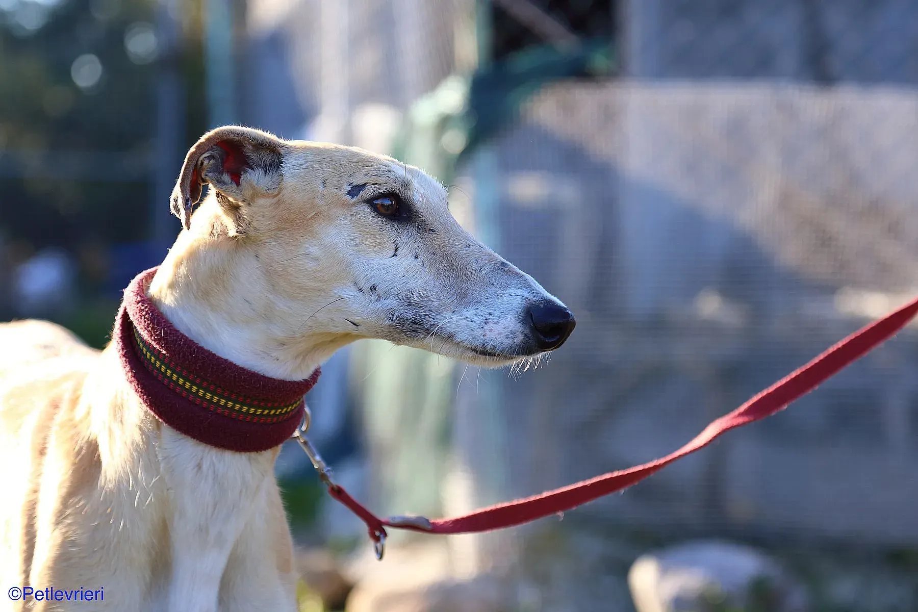 Caramello adozione levrieri galgo 024