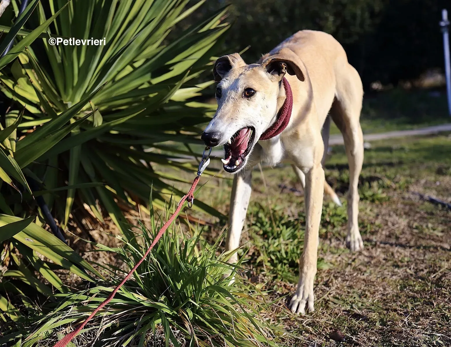 Caramello adozione levrieri galgo 025