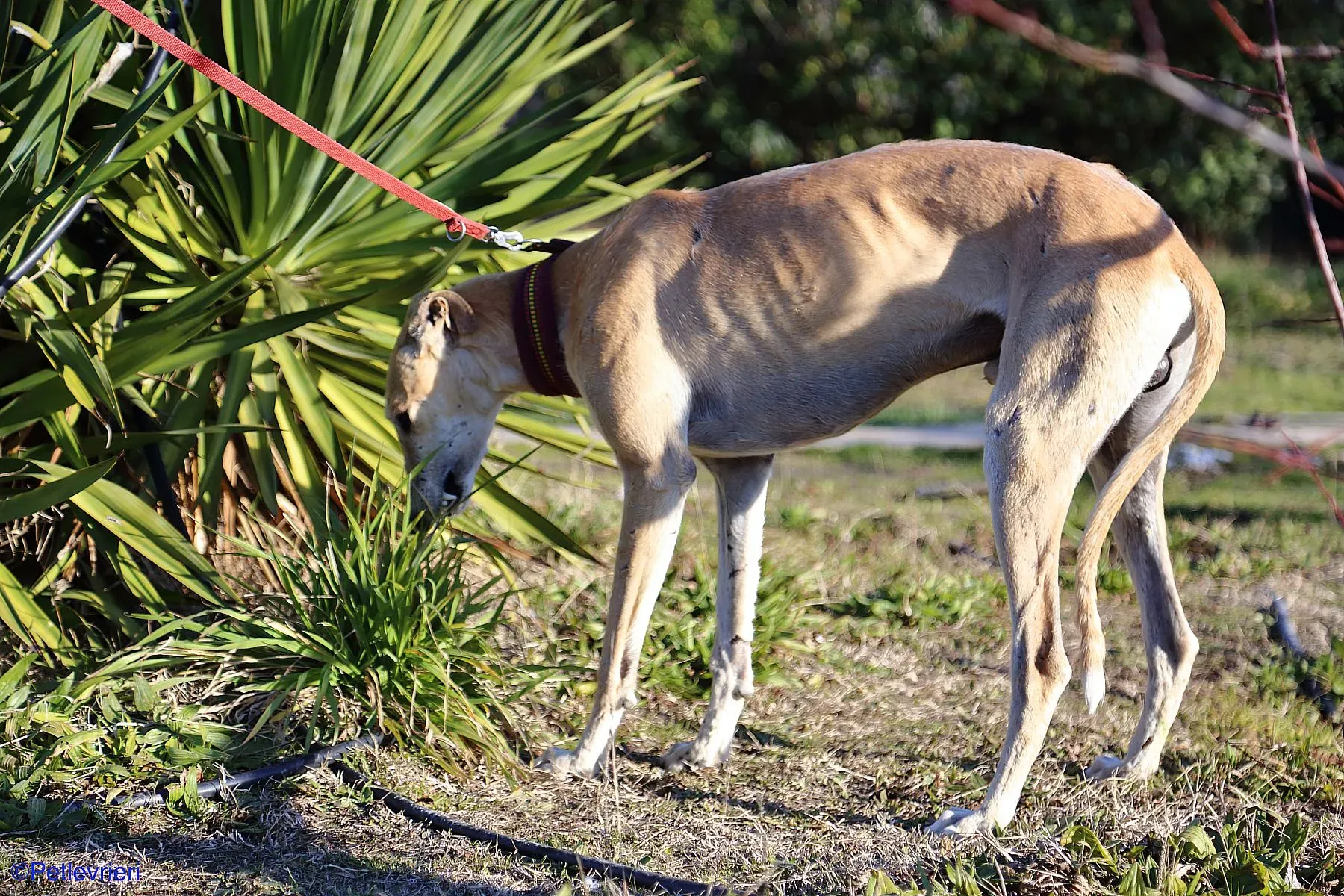 Caramello adozione levrieri galgo 026