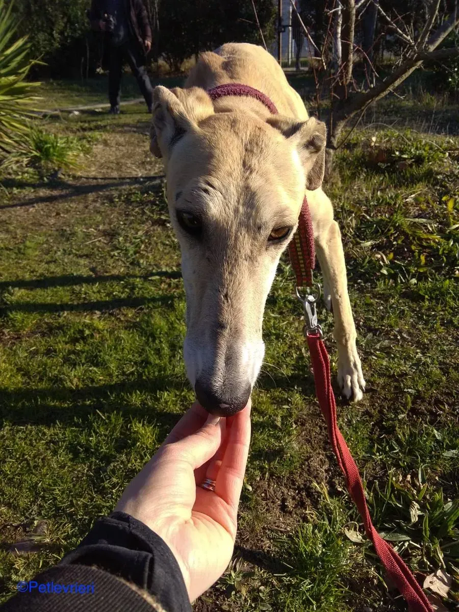 Caramello adozione levrieri galgo 02 1