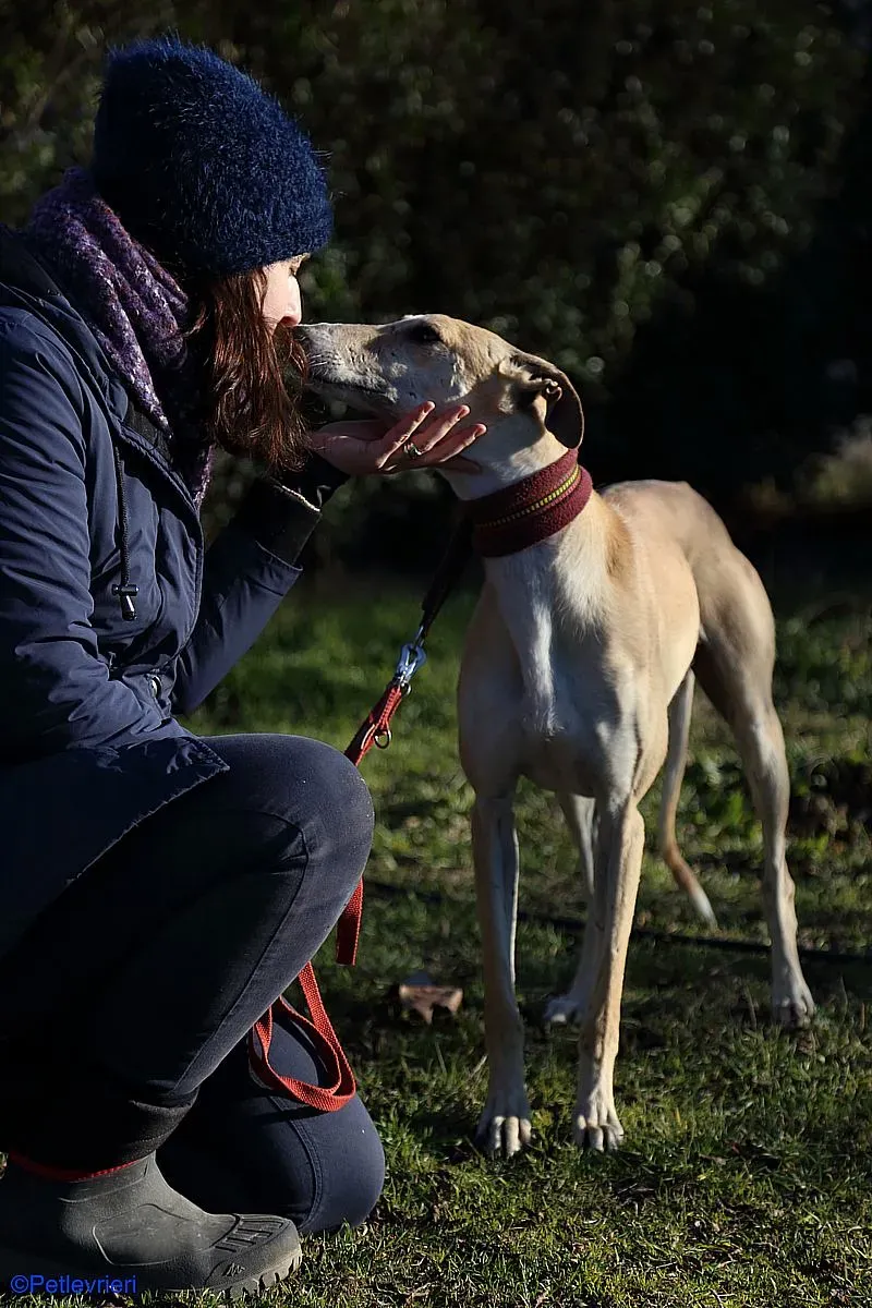 Caramello adozione levrieri galgo 03 2