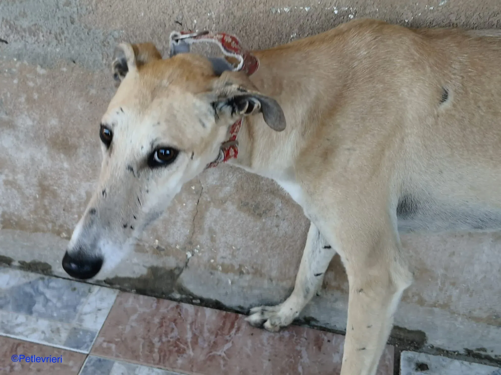 Caramello adozione levrieri galgo 03